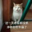 猫服最后的大佬